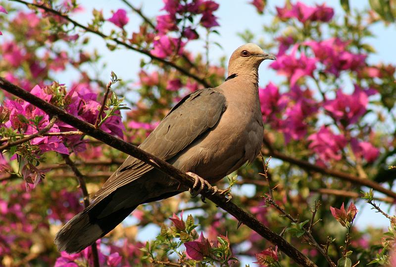 frieda 003.jpg - Grootringduif.